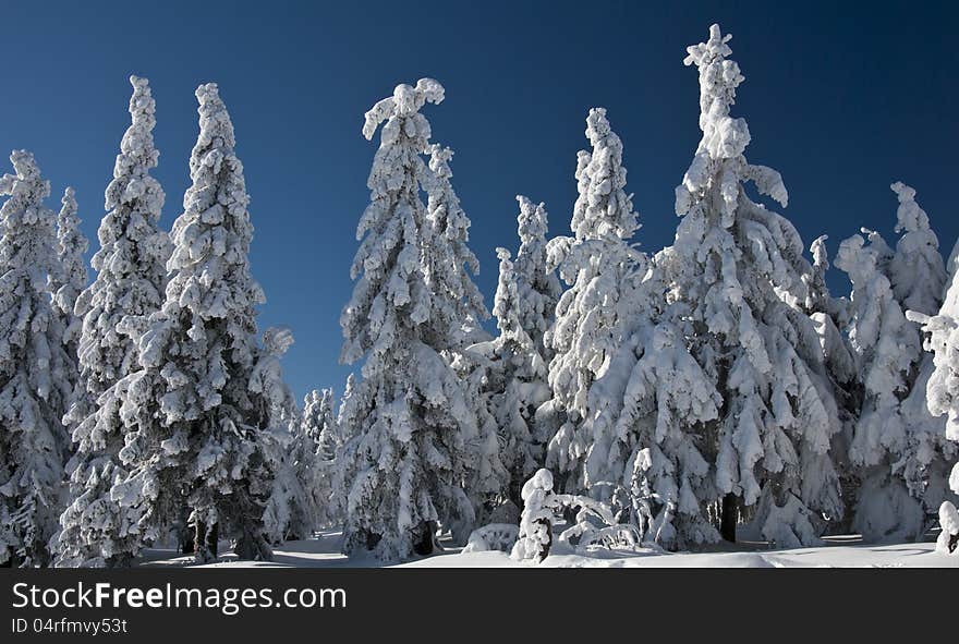 Winter trees covered with frozen snow.