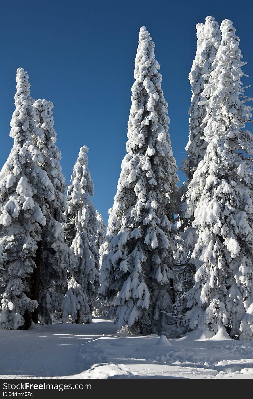 Winter trees covered with frozen snow.