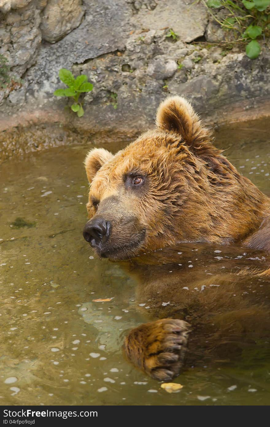 Brown bear taking a bath in the lake.