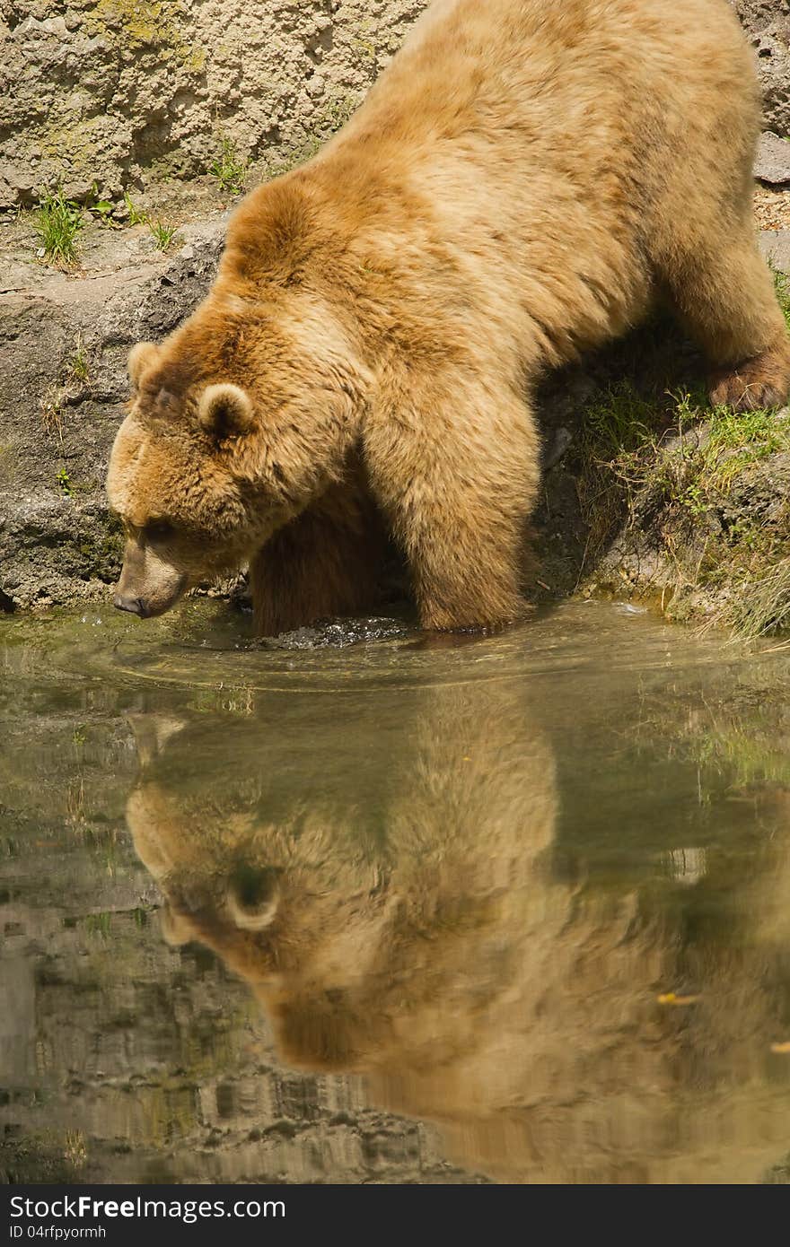 Brown bear taking a bath in the lake.