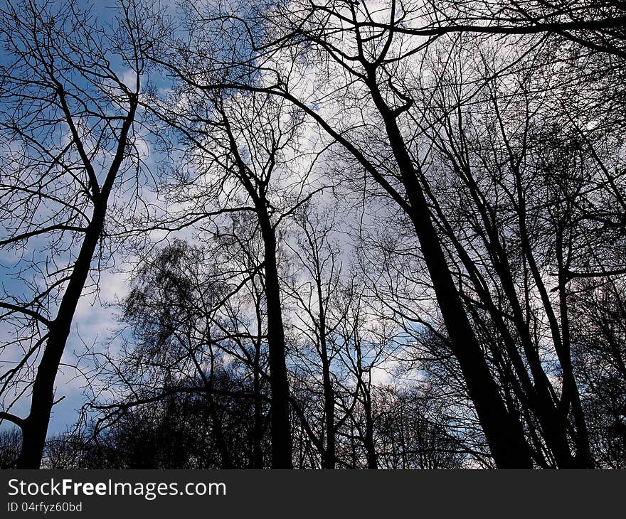 Wide angle view of tall trees in the forest