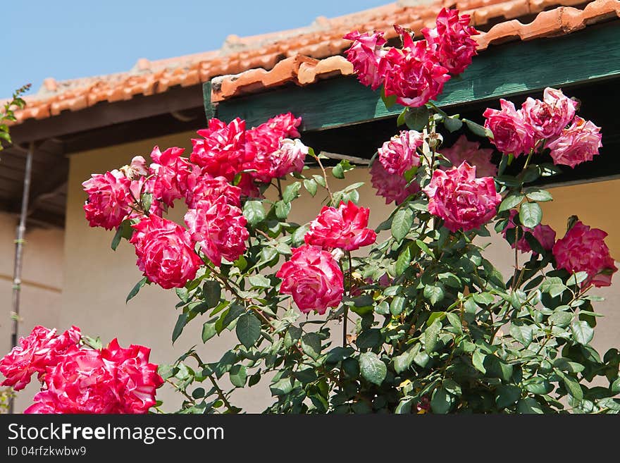 Beautiful Pink Roses