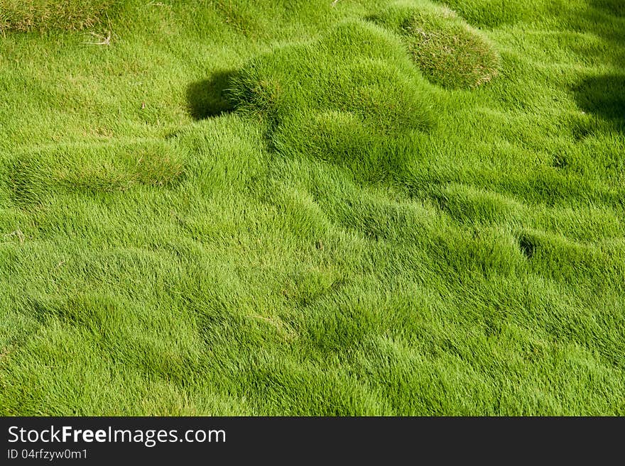 Thick soft green grass gardening nature background image