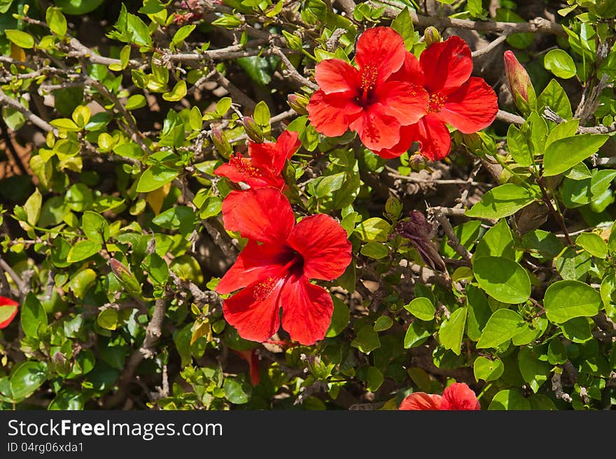 Hibiskus flowers