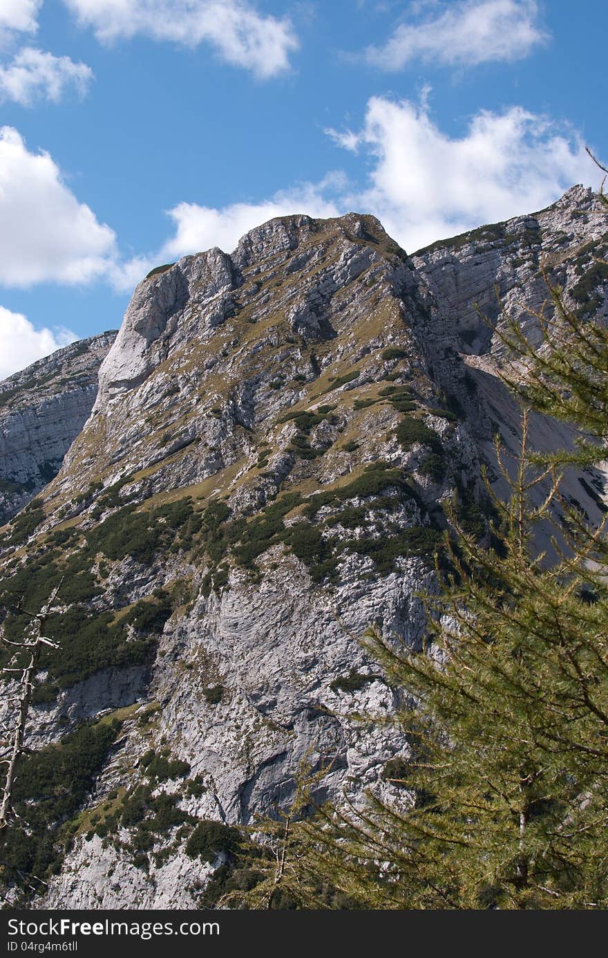 Mountain cover with some grass and trees, behind pine tree. Mountain cover with some grass and trees, behind pine tree.