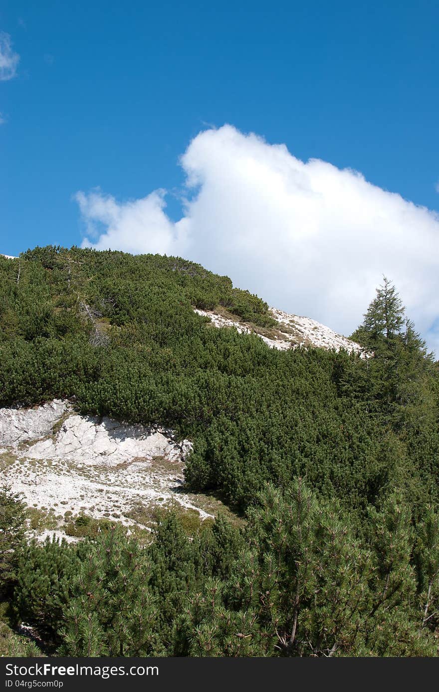 Mountain Alp green peak covered with heath and bushes, ruševje. Vertical picture. Mountain Alp green peak covered with heath and bushes, ruševje. Vertical picture.