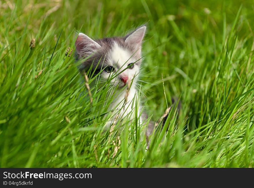 Little kitten walking in the green grass.