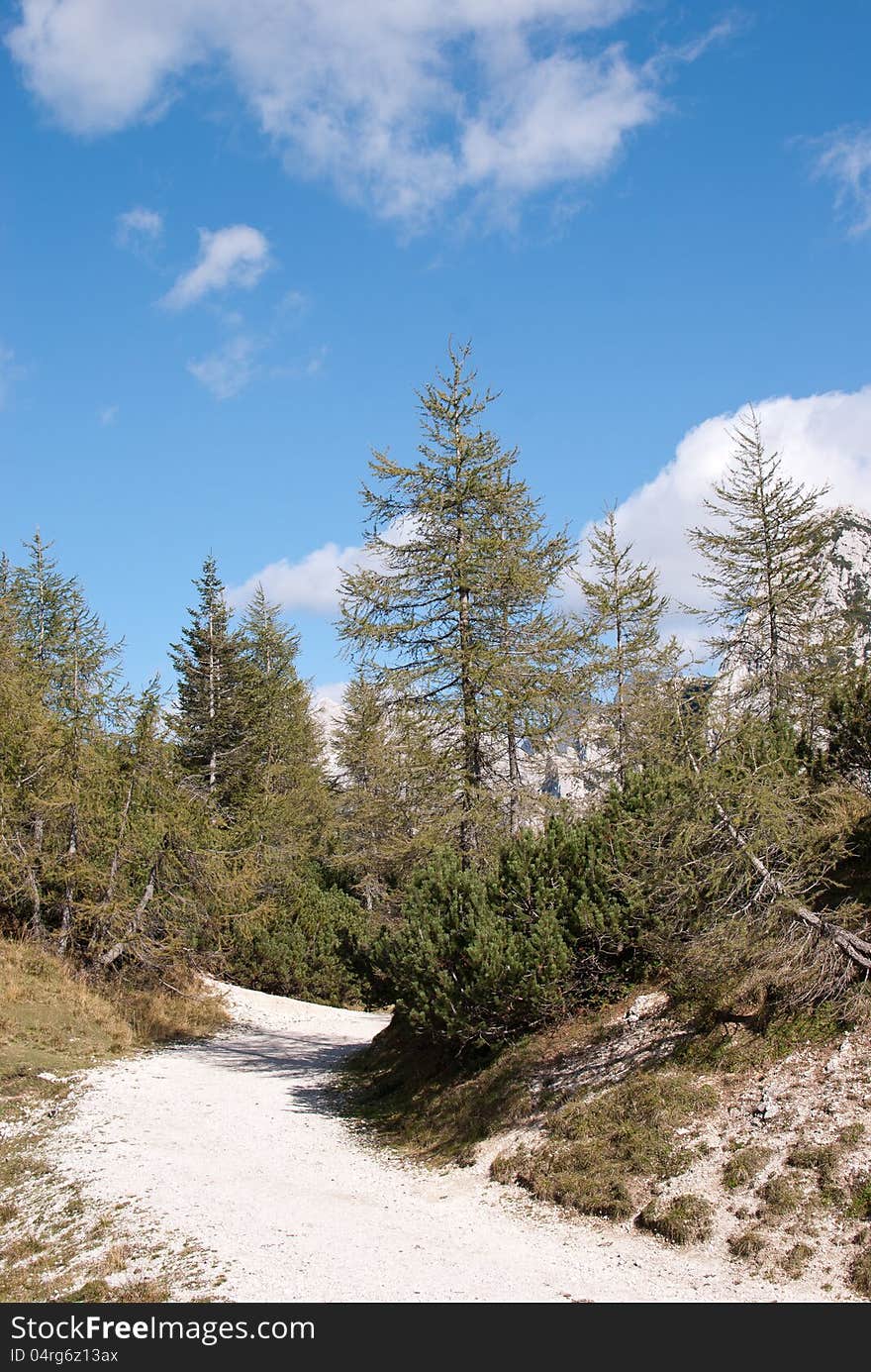 Typical Alpine valley with white stone and rock evergreen with beautiful green pine tress. Typical Alpine valley with white stone and rock evergreen with beautiful green pine tress.