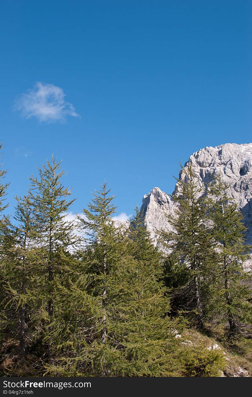 Little pine wood forest on top of the one alp mountain with blue sky background. Little pine wood forest on top of the one alp mountain with blue sky background.