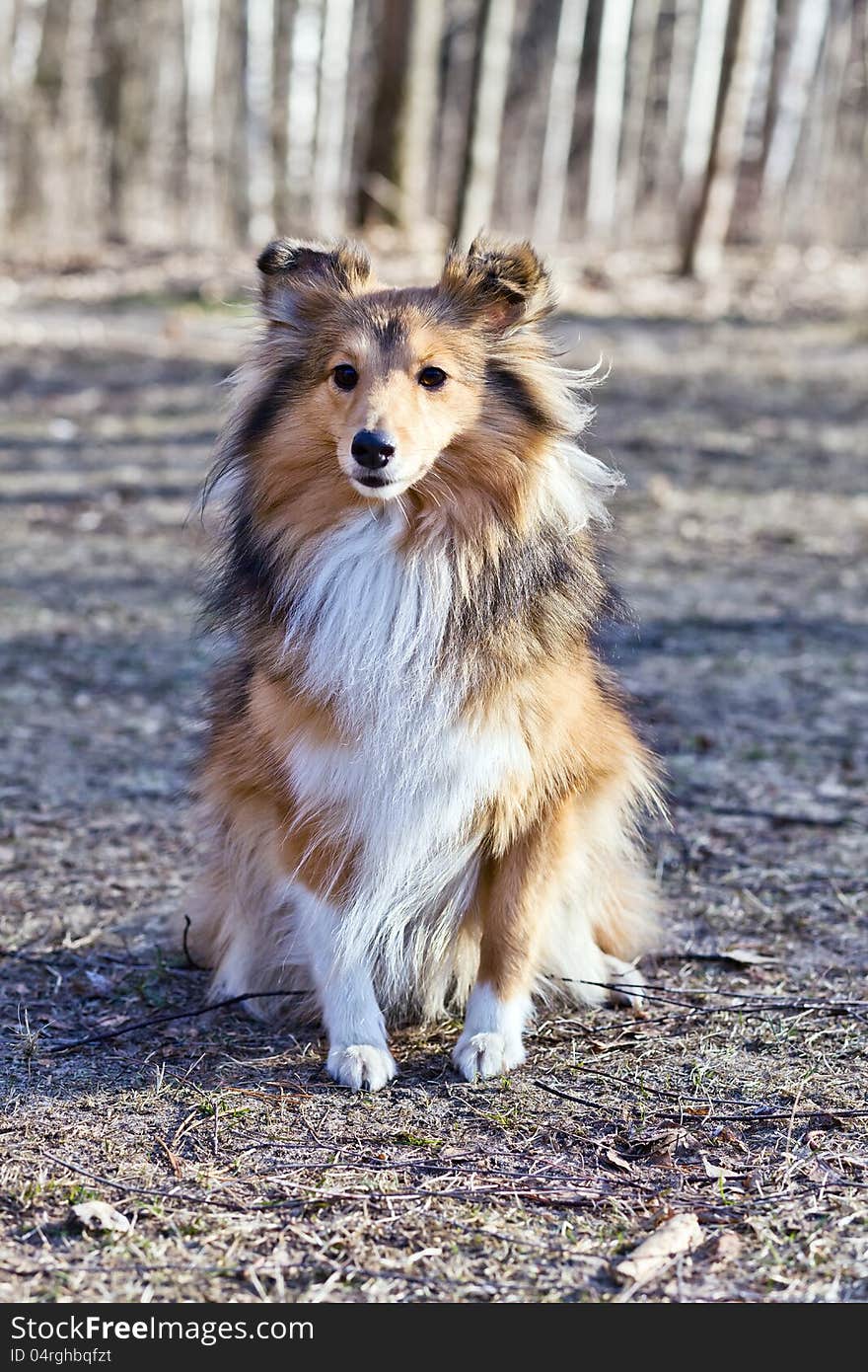 Border Collie