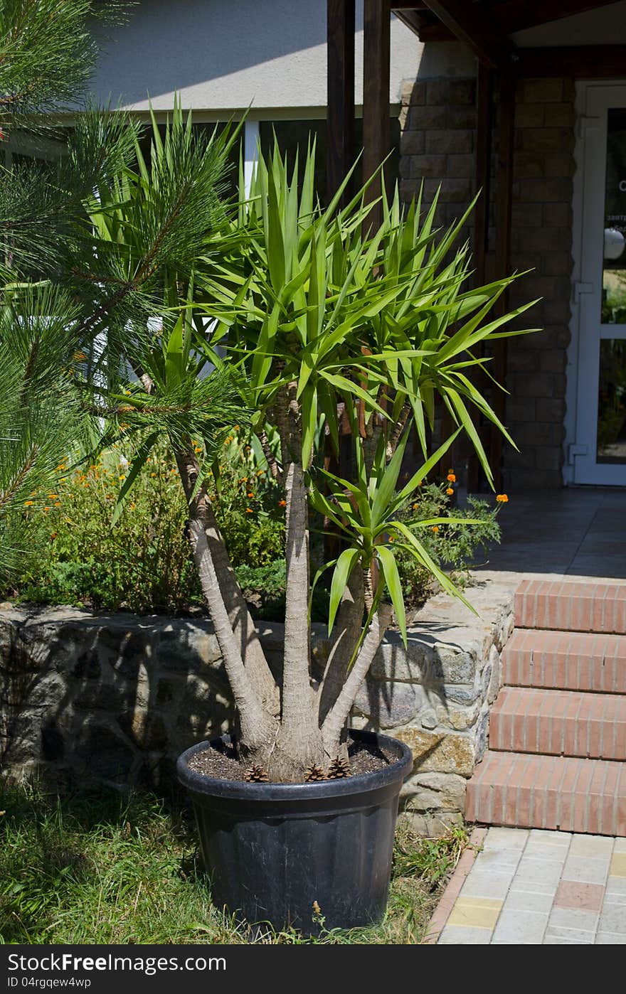 Fine decorative tree in a pot near the house