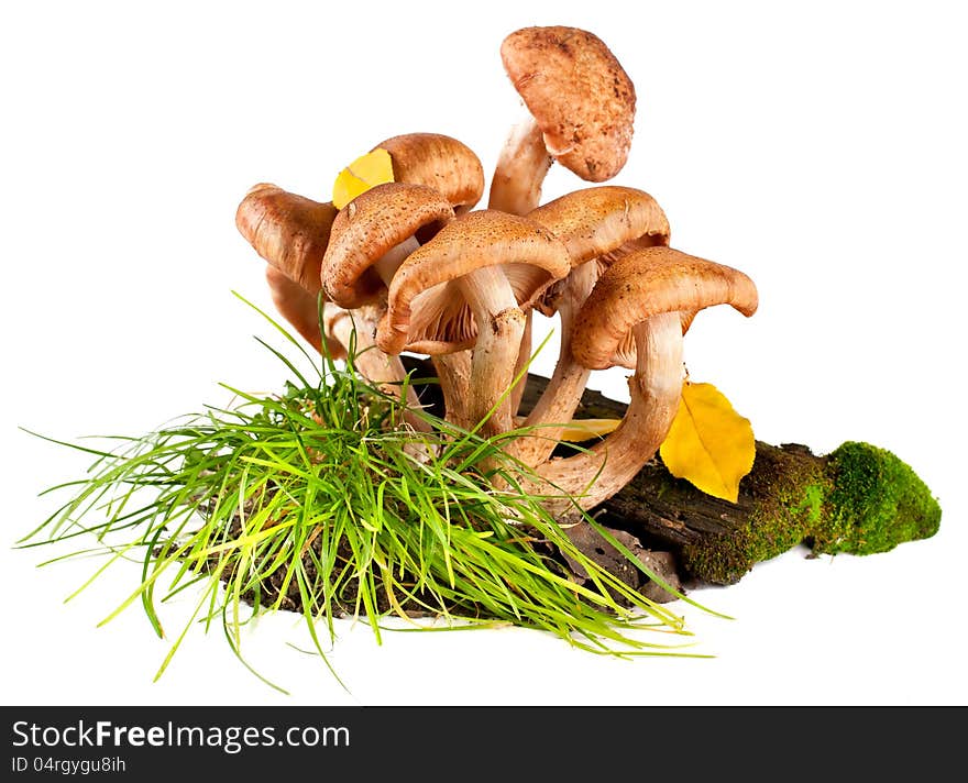 Group of fresh mushrooms on a white background