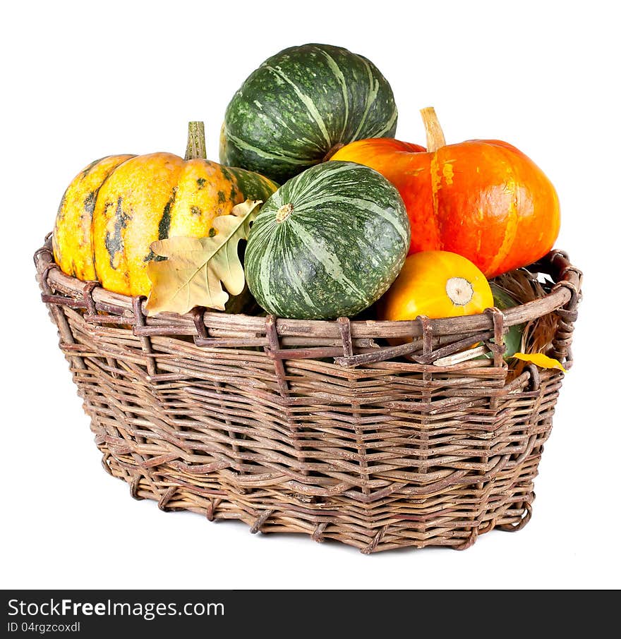 Harvested pumpkins in a large basket. Isolated on white background