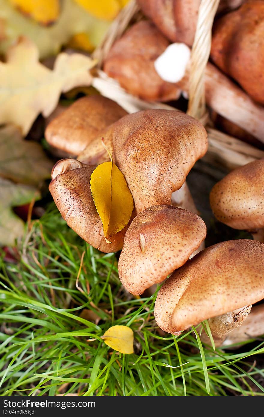 Fresh mushrooms in the forest, close-up