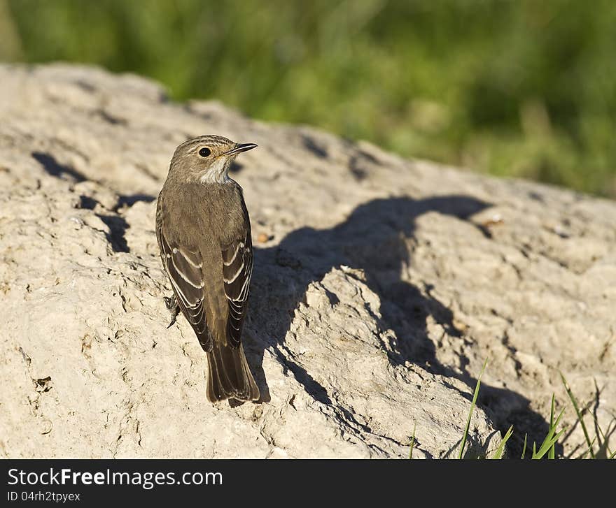 Spotted Flycather is perching on a piece of rock