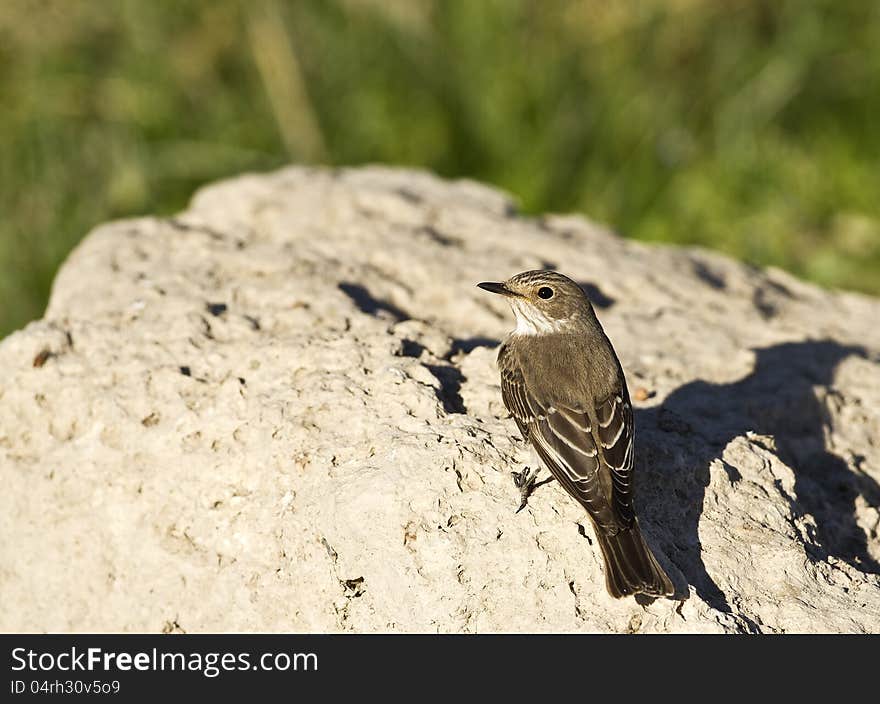 Spotted Flycather is perching on a piece of rock