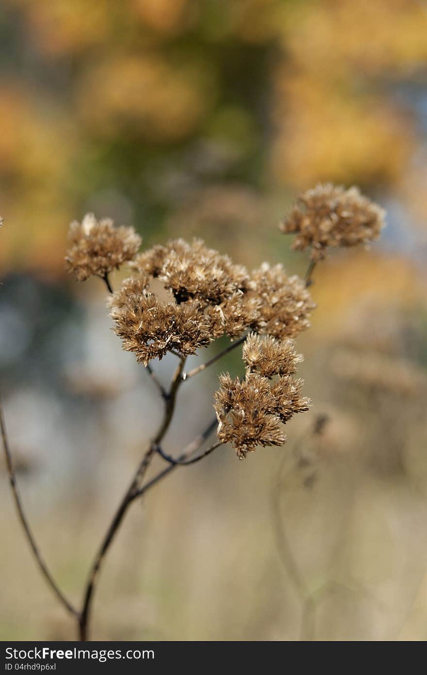 One  Dried flowers on the yellow-brown background