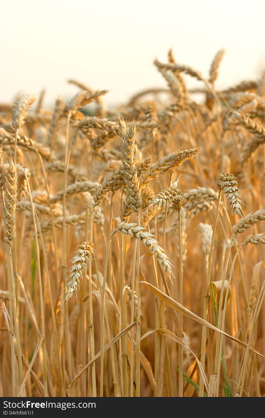 Wheat field