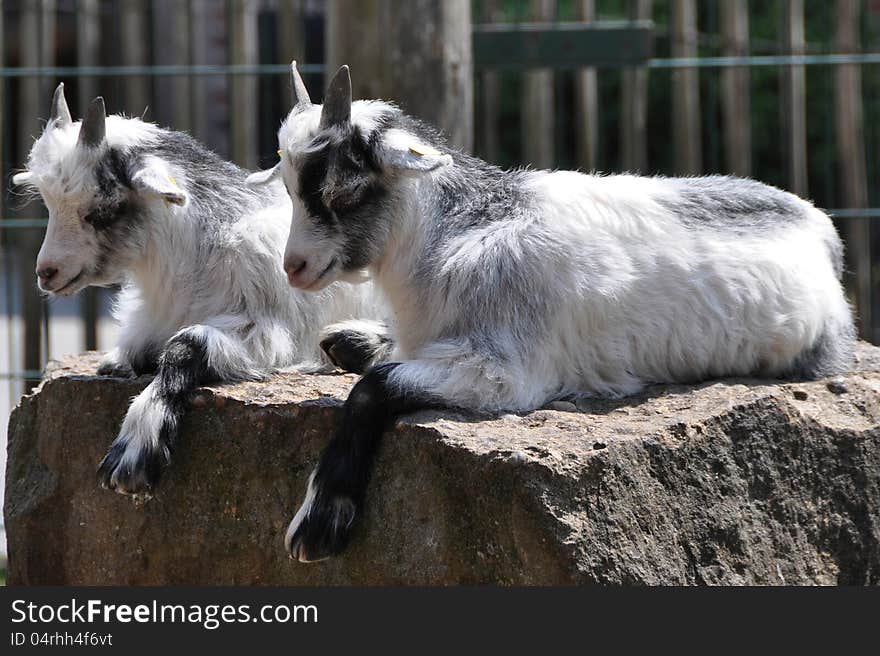 Twin goats