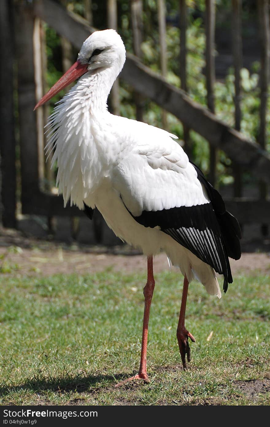 Stork