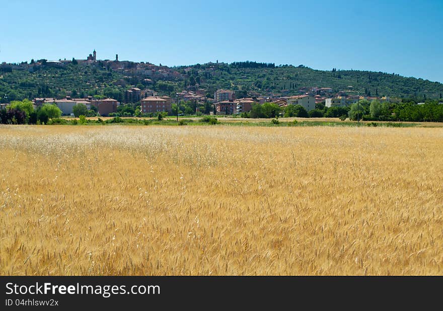 Wheat field with a Sinalunga (Tuscany) in the background. Wheat field with a Sinalunga (Tuscany) in the background