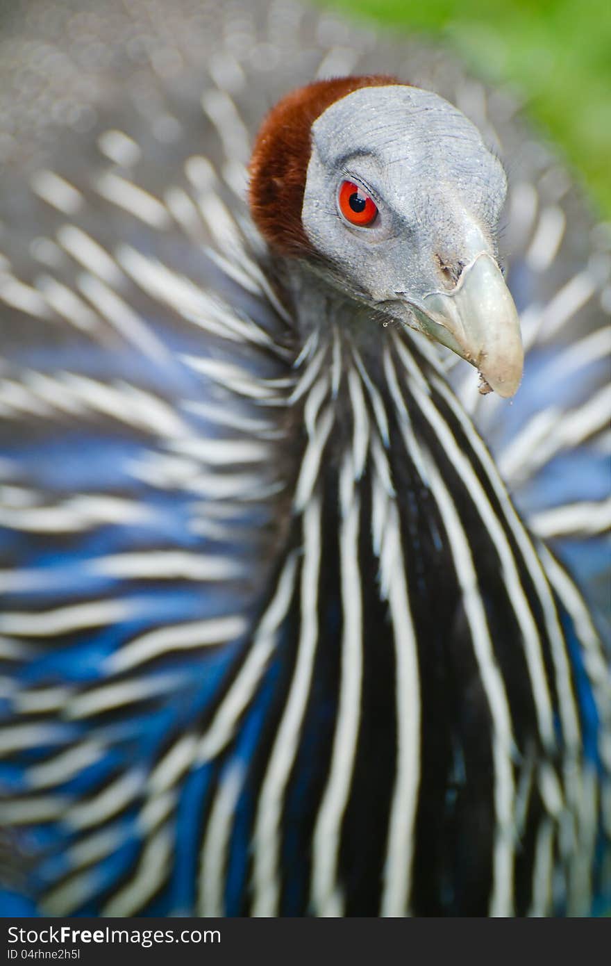 Vulturine Guineafowl detail