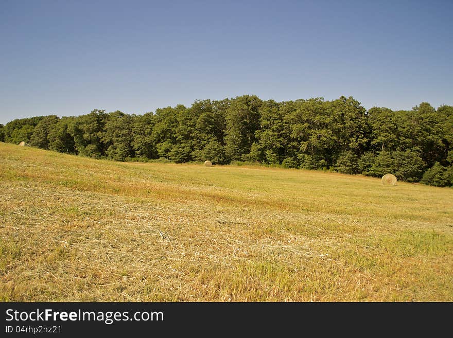 Hay bales in a green field