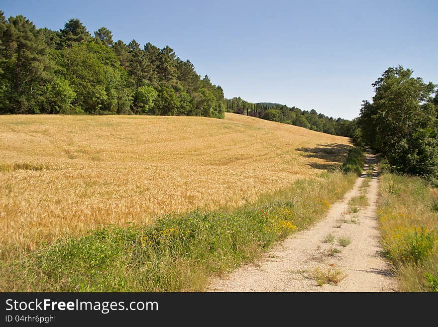 Country road with wheat field on the left and superb nature. This is Tuscany, Italy. Country road with wheat field on the left and superb nature. This is Tuscany, Italy