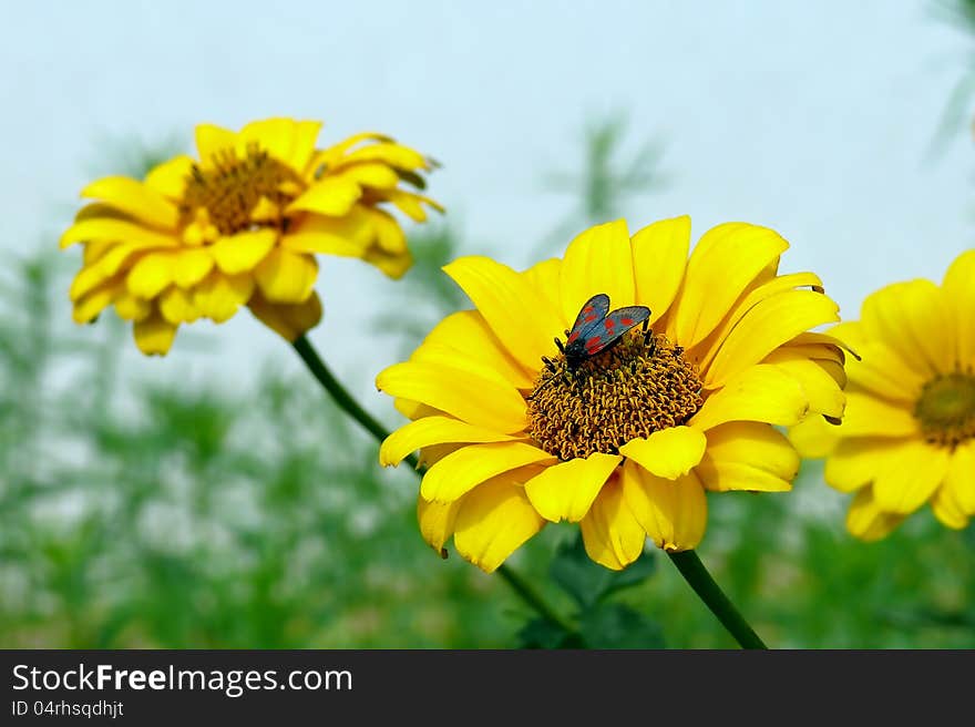 The narrow-bordered five-spot burnet sitting on a Yellow flower.