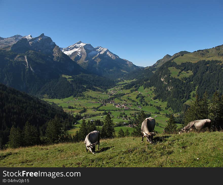 Grazing Raetisches Grauvieh in the Swiss Alps.