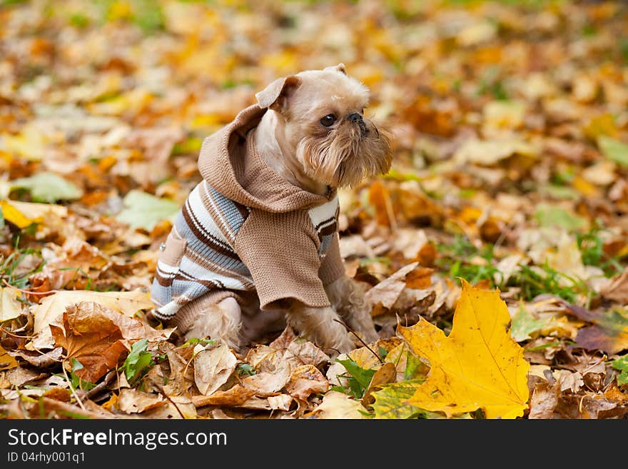 Dog  in a park in autumn.