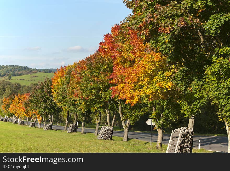 Autumn coloured trees near Susice, 2012. Autumn coloured trees near Susice, 2012