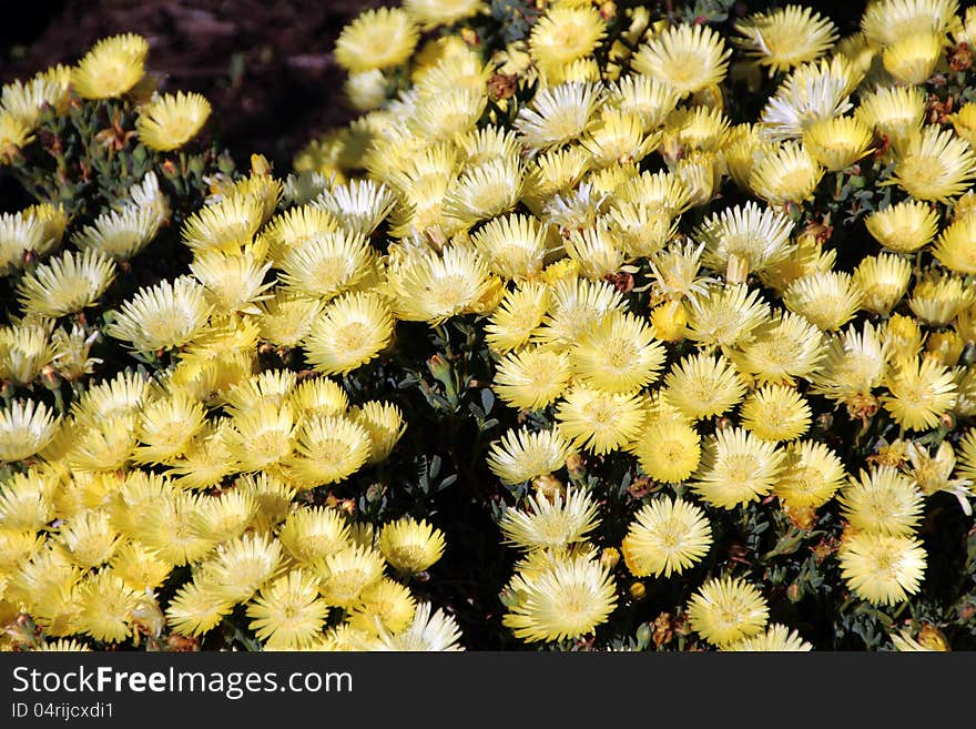 The yellow mesembryanthemums in full show open their petalled faces to the spring sunshine creating a glorious splash of ground cover colour.