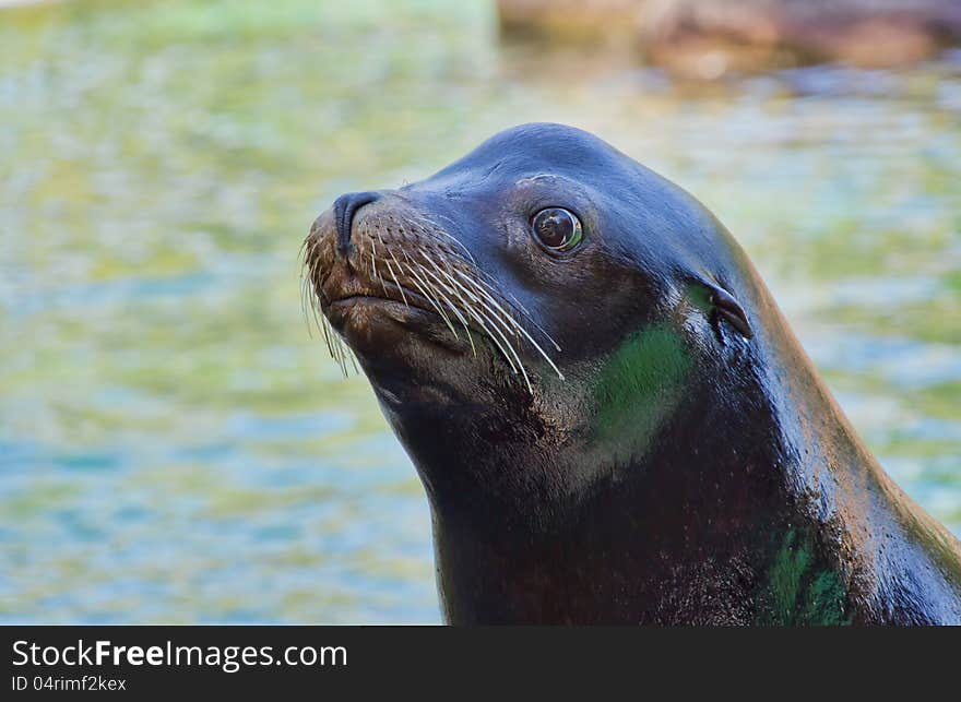 Closeup of the face of a sea lion in the zoo.