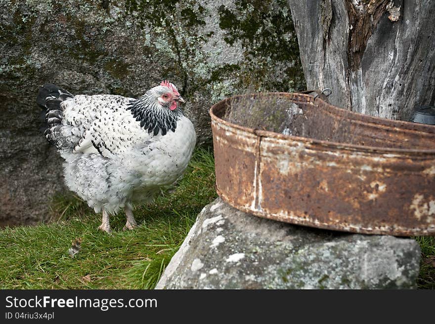 Hen in garden against a big rock and an old vessel.