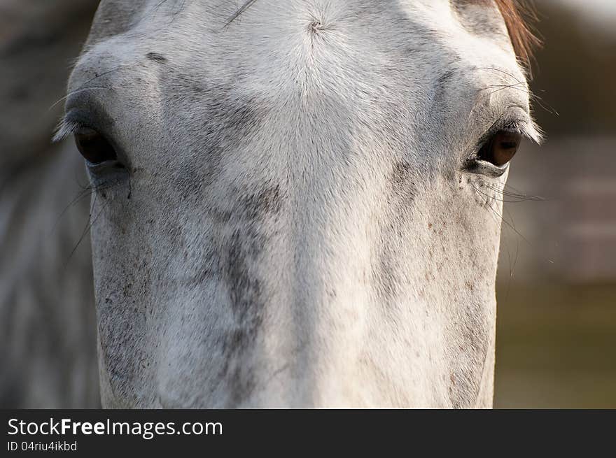 Close up photo of horse head from the front. Close up photo of horse head from the front.