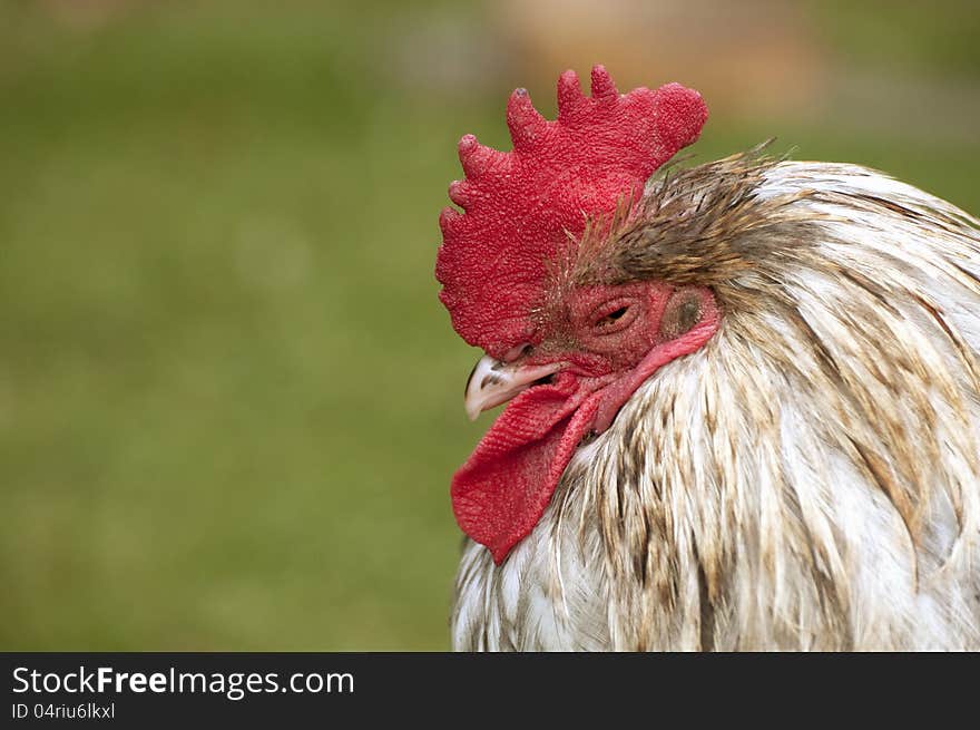 Portrait of a tired rooster with red comb.