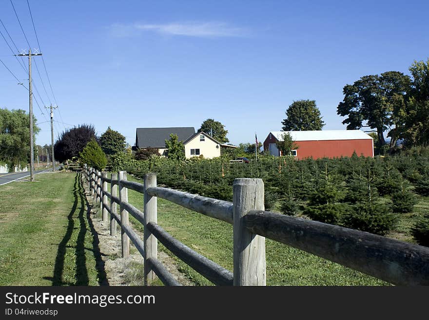 Farm for christmas trees