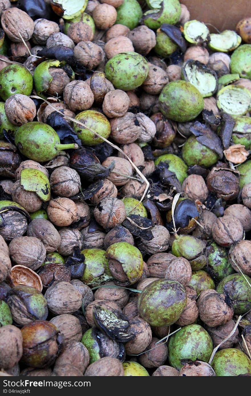 Pile of freshly picked green walnuts and decalotate