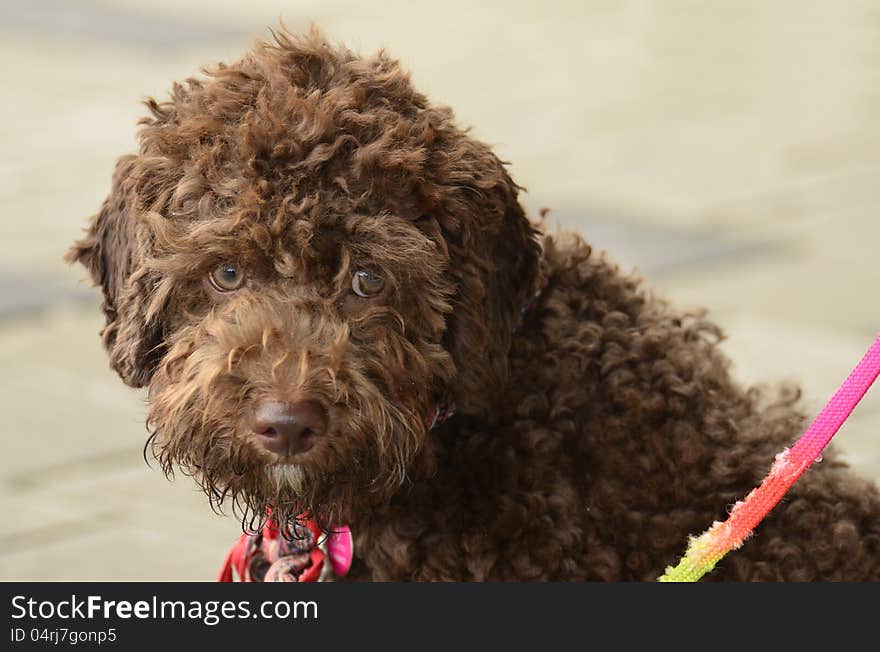 Poodle looking towards you