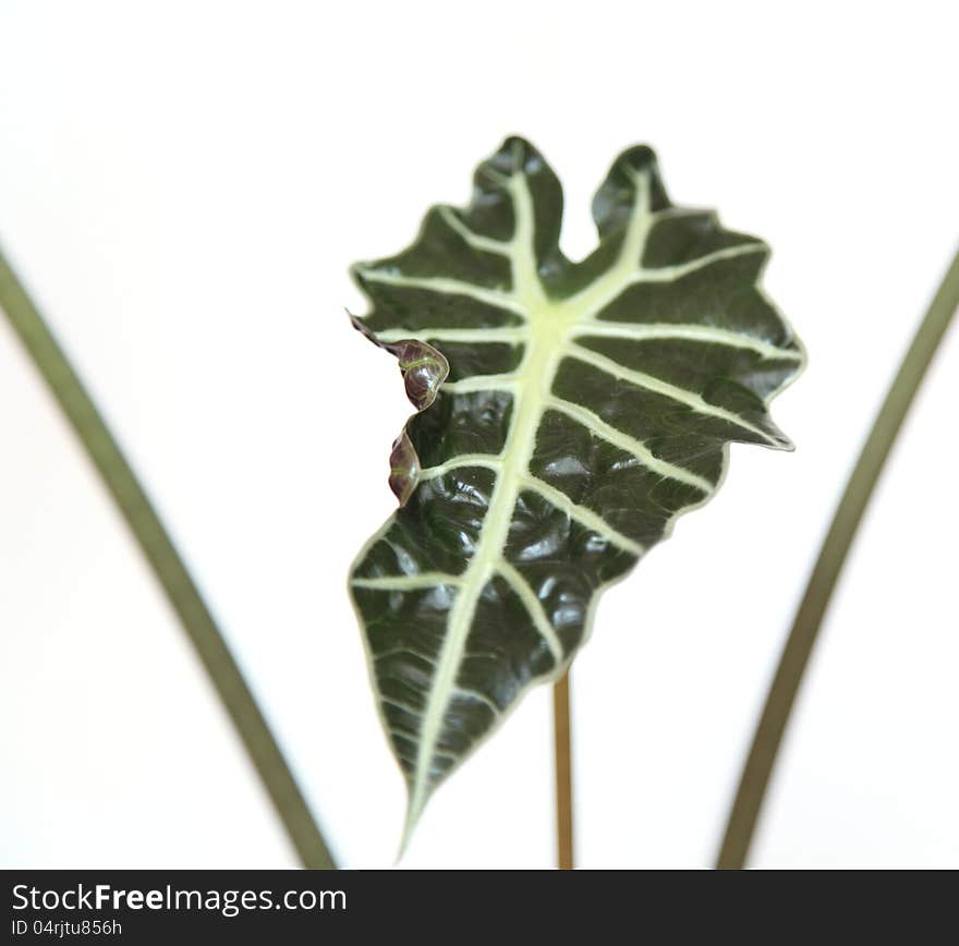 The african mask plant, high key image Alocasia compacta