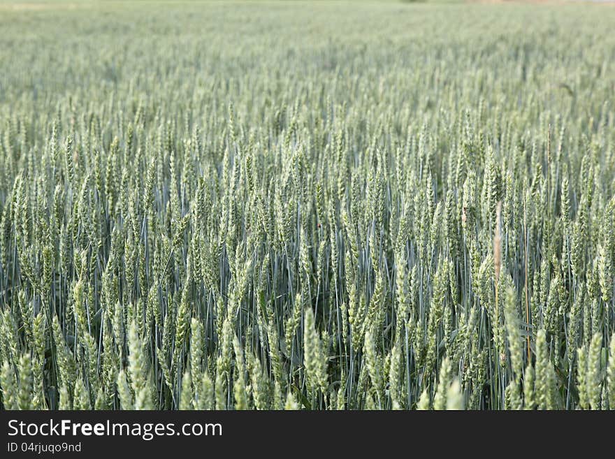 A field of wheat. The green ears of corn