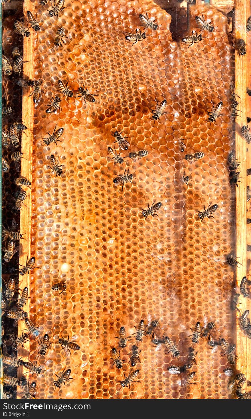 Bee filled honeycomb honey in a glass hives. Bee filled honeycomb honey in a glass hives