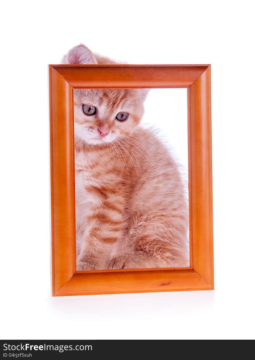 Red Kitten Sitting At A Wooden Frame