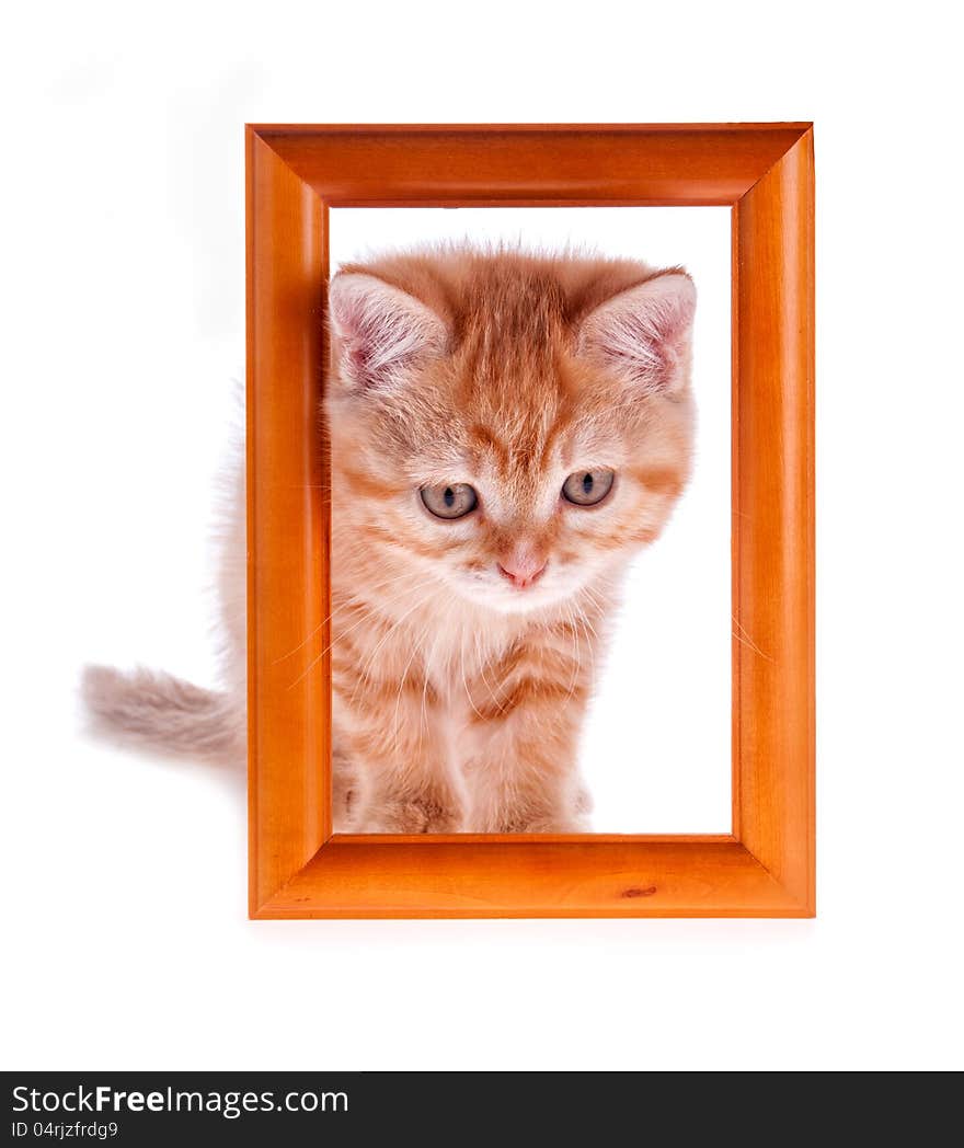 Red kitten looks out from a wooden frame on a white