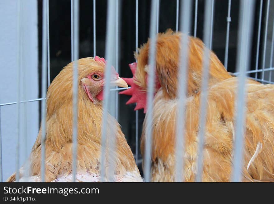 Beautiful brown chickens captive behind bars. Beautiful brown chickens captive behind bars