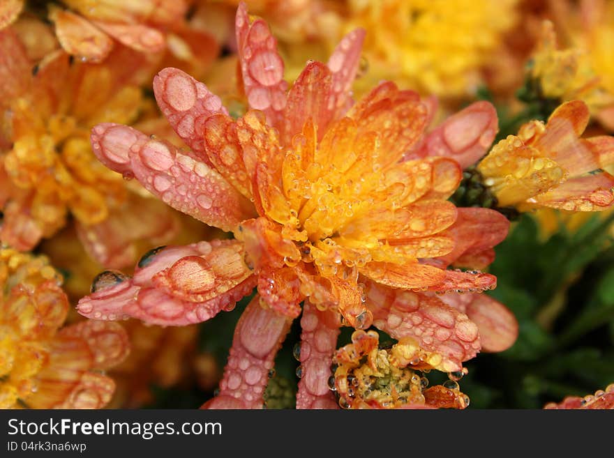 After the heavy rains, water drops linger on the colorful petals of a hardy fall plant in a pretty landscaped garden. After the heavy rains, water drops linger on the colorful petals of a hardy fall plant in a pretty landscaped garden.