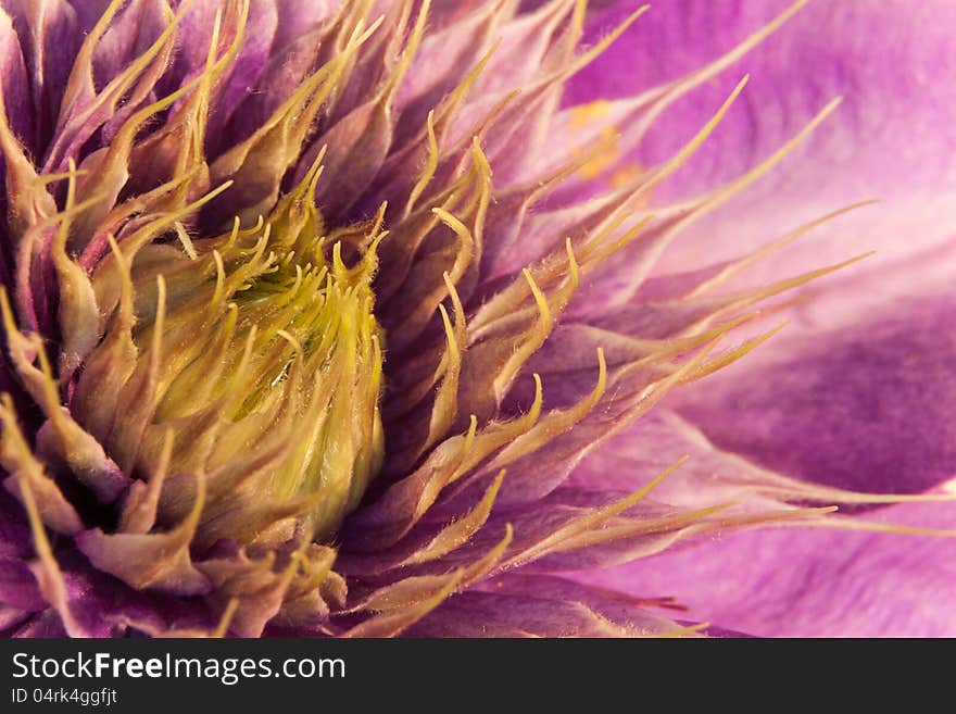 A macro of a Purple Clematis