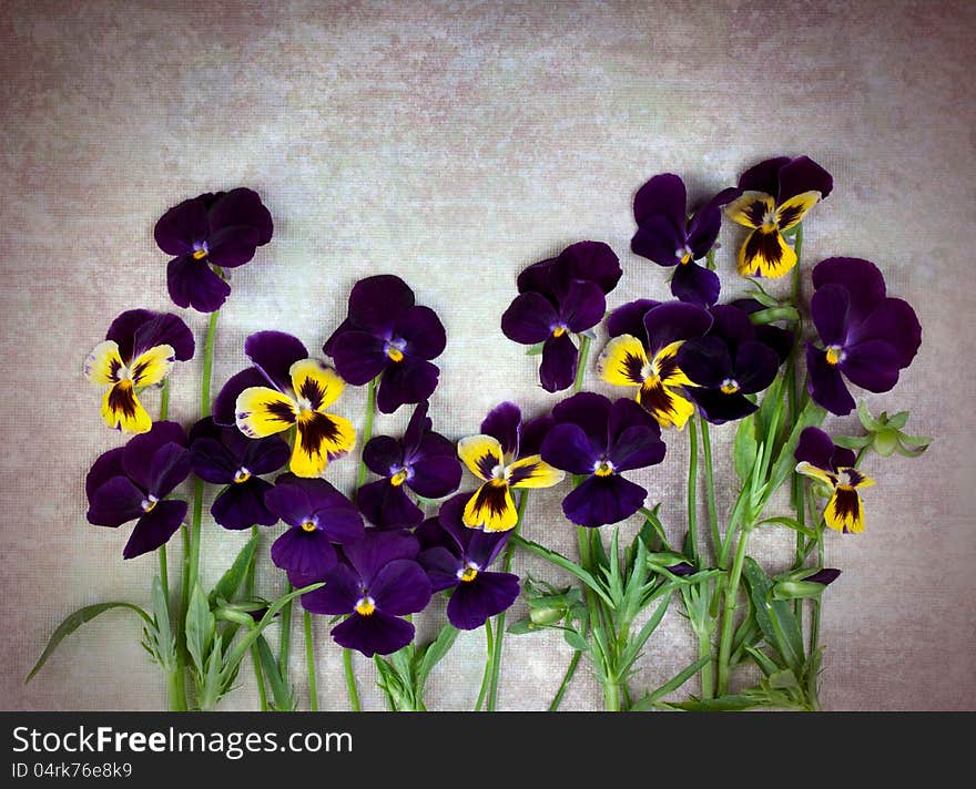 Violet Pansies