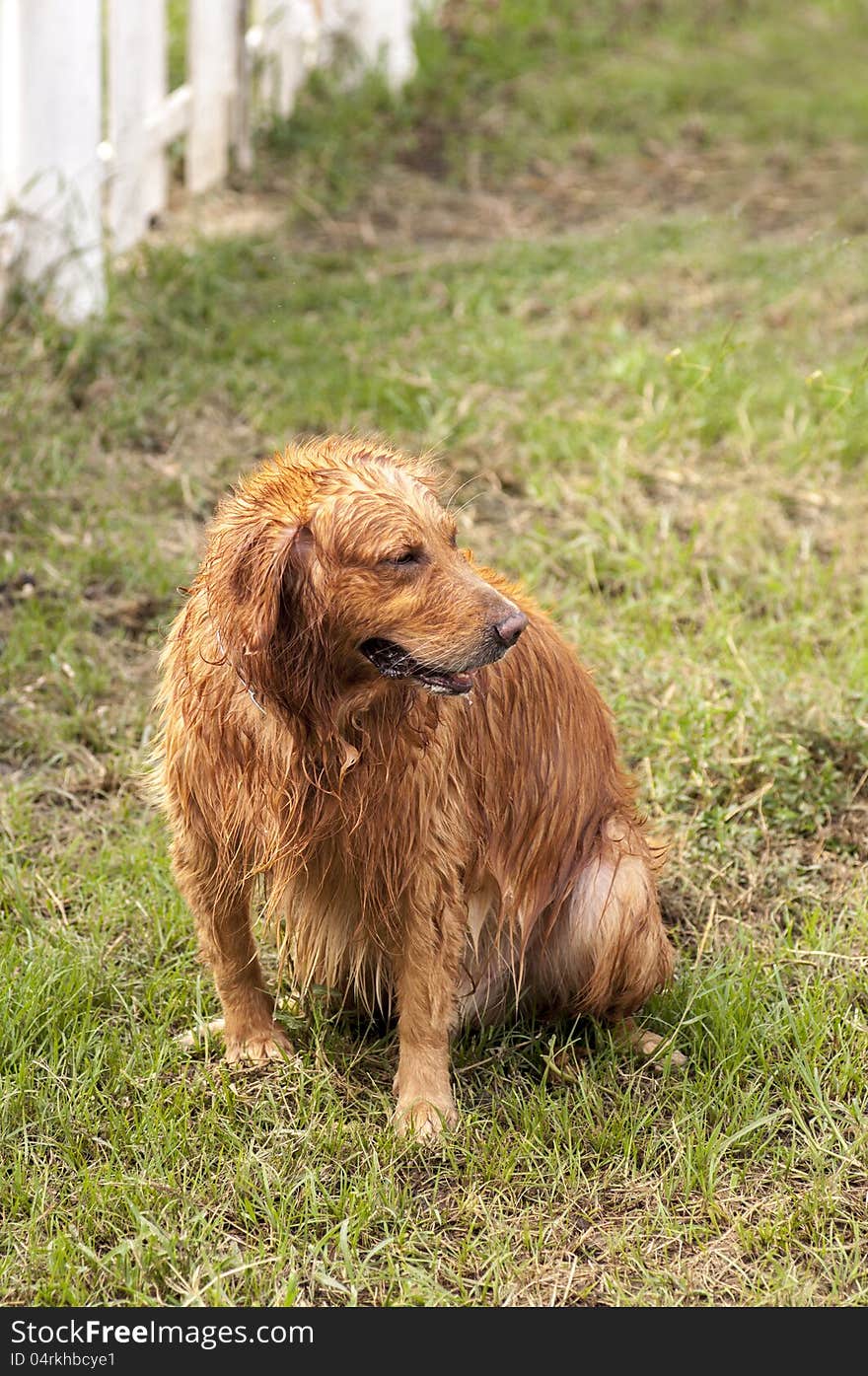 Wet Golden Retriever